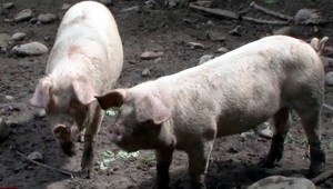 Zlodeji v noci ukradli zo ZOO prasa. Kompetentní tušia, čo sa s ním  stalo