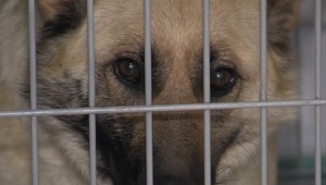 Pes nie je darček, odkazujú z útulkov