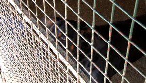 Muž bol odsúdený za utýranie psa, následne sa vyhrážal vlastnej mame