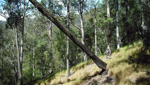 Strom usmrtil drevorubača