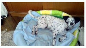 Linda sa stratila v Košiciach. Majitelia ju hľadajú už tri týždne