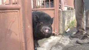 Pegy má tri roky a rypák. Dom svojich majiteľov stráži ako poctivý pes