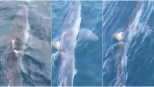 VIDEO: V Chorvátsku sa objavil nebezpečný žralok Mako