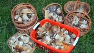 333 dubákov. Na túto hubačku Mária len tak nezabudne