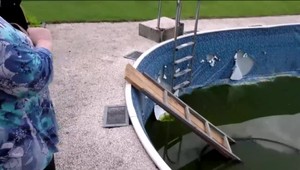 Sezónu v bazéne zahájil bobor. Dezorientované zvieratá poisťovne neriešia