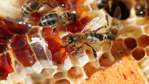 Včelárovi z východu zmizol špeciálny med. Môže za to sused