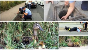 Video o záchrane kačiek, ktoré zverejnila TV JOJ láme rekordy. Videlo ho už viac ako 70 miliónov ľudí