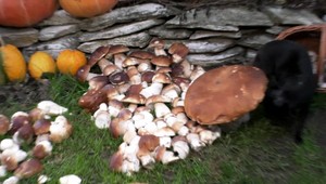 Dubák veľký ako čivava. Úlovok prekvapil aj dlhoročných hubárov