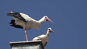 Bocianie mláďa dostalo krúžok. Vďaka nemu budú môcť sledovať pohyb bociana