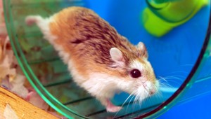 Škrečok ožil! Vyhrabal sa z hrobu a behal po záhrade