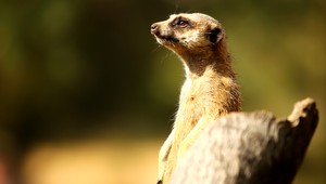 Prírastok v bojnickej ZOO. Surikaty majú mláďa