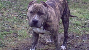 Za nájdenie stafforda istá odmena