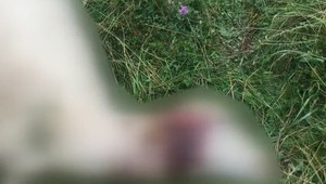 Krvavé jatky na slovenskej farme. Svorka vlkov roztrhala desiatky oviec