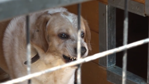 Majitelia vychovali zo psíka agresora. Ošetrovatelia prosia o pomoc