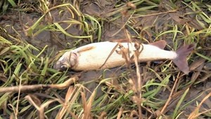 Na rieke Poprad uhynuli ryby. Rybári odhadujú na tisíce