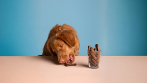 Nové krmivo pre psov: Vyrobené z laboratórneho mäsa