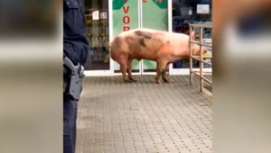 Zákazníci nákupného centra boli v šoku. Cestu im skrížilo obrovské prasa