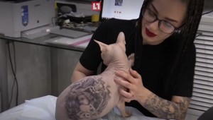 Bizarné! Muž tetuje bezsrsté mačky