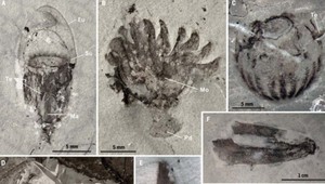 V Číne objavili nezvyčajné fosílie staré asi 518 miliónov rokov