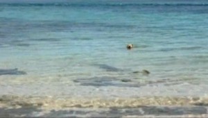 Žralok vs. pes... Užili si spoločné kúpanie