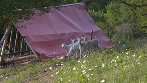 Vlci zabíjali dvesto metrov od rodinných domov. Napadli stádo kôz, zo štyridsiatich ich zostalo len dvanásť