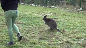 Rybár neveril vlastným očiam. Na videu nezachytil srnku, ale známeho endemita