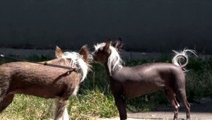 V Bratislave je viac ako 25-tisíc psov. Zvierací cintorín ale stále chýba