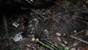 Na poli v obci Neded našli policajti tri uhynuté dravce