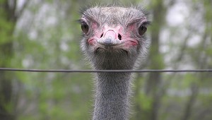 Počet exotických zvierat na Slovensku sa zistiť nedá. Chov načierno prezrádzajú náhodné úteky