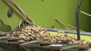 Dažde spôsobili prerušenie žatvy. Mnohým poľnohospodárom ostali iba oči pre plač