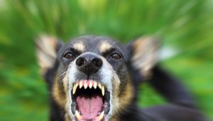 Neznáme zviera dohrýzlo Pribylinčanovi prednú časť auta