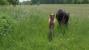 Tvrdila, že týral kone, úrady zistili opak. Chovateľ krivé obvinenie riešiť nechce