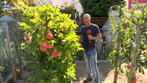 V Bratislave pestujú figy, banány a aj kiwi