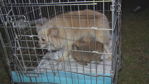 Chovateľ ignoroval zákaz, psy trpeli ďalej. Z chovnej stanice odobrali ďalších 300 zvierat