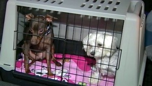 Cestovať na dovolenku môžete aj so zvieraťom. Tieto pravidlá treba dodržať