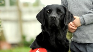 Mňau, mňau! Prievidzskí policajti budili hluchého psíka