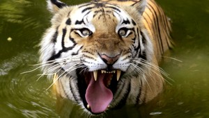 Z Bioparku na Hradecku utiekli dva tigre a lev