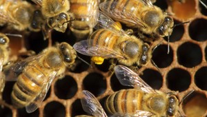 Včelári varujú: Tento rok bude málo medu