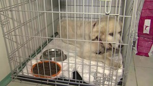 Dobrovoľníci sa starajú o nechcené psíky. Po liečbe im hľadajú nové domovy