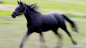 Vodič sa na východe Slovenska zrazil s koňom, stret neprežil