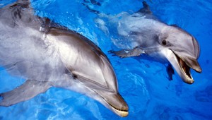 Izraelský Eilat láka turistov na delfíny. Smú s nimi plávať vo voľnej prírode