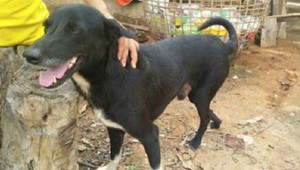 Čiastočne ochrnutý pes zachránil dieťa, ktoré matka zaživa pochovala