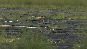 Nezvestného mladíka mali údajne nútiť pracovať na plantážach. Muž ho našiel na chodníku v Dúbravke