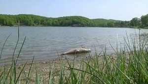 Uhynuté ryby vystrašili obyvateľov Michaloviec