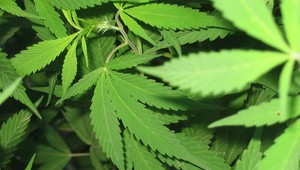 Marihuana nie je škodlivá tak, ako alkohol