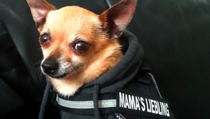 Stratenú Čivavu Spajka majitelia už našli