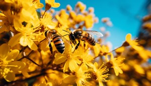 Nedostatok opeľujúceho hmyzu zníži úrodu a zvýši ceny potravín