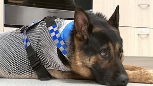 Pobodaného policajného psa zachránil jeho štvornohý kolega, daroval mu krv