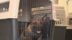 Štvornohý cestujúci odišli na výcvik do zahraničia. Letisko sa staralo o ich pohodlie