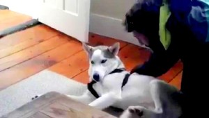 VIDEO. Tento pes vie rozprávať!